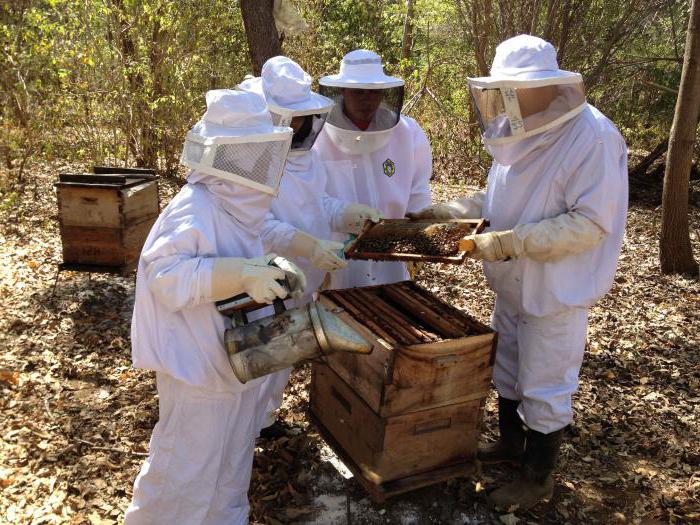 Hvordan lage en bee-tail: tips for en nybegynner biavler