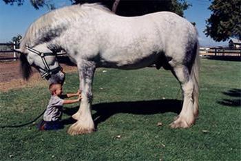 Hest av rasen Percheron: bilde, pris og beskrivelse av rasen