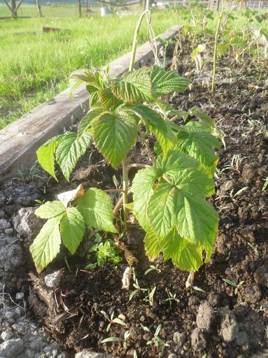 Raspberry Transplant: Noen nyttige tips