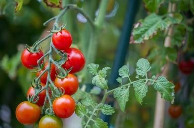 Tidlige tomater for åpen bakke