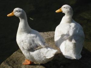 Duck rase - hvilken å velge?