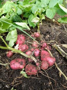 Planting poteter på Mitlajderu: vurderinger. Potetplantingsplan for Mitlajderu