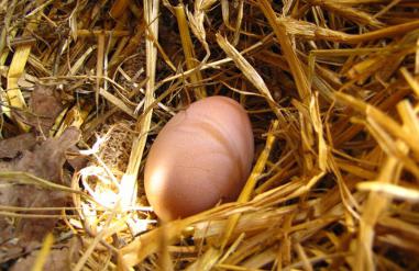 Hvor mange egg om dagen har hønen? Egg av kyllinger. Hvor mange år har kyllinger egg?