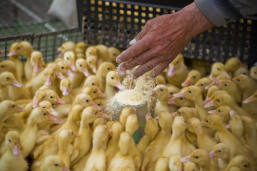 Dyrking av mulberry ducklings på den private tomten