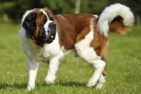 Beethoven: St. Bernard hunderavlen, en av de mest populære i verden