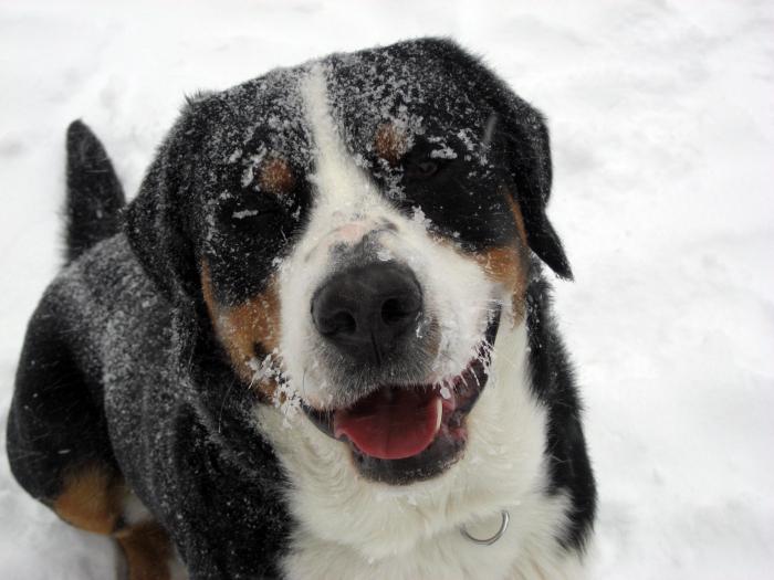 Great Swiss Mountain Dog - rasebeskrivelse, foto