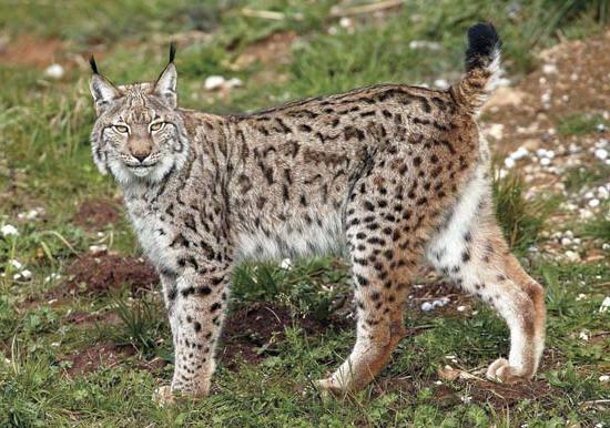 Innenriks lynxer er universelle favoritter