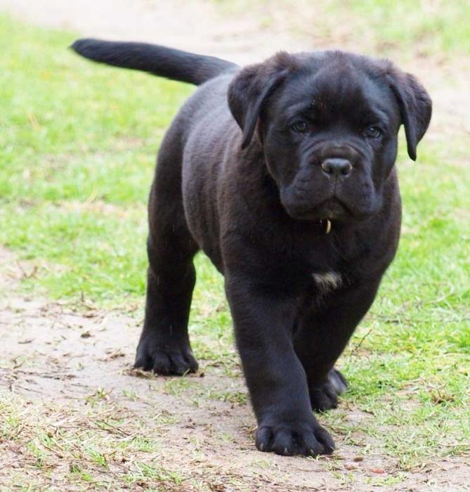 Cane Corso: vurderinger av rasen