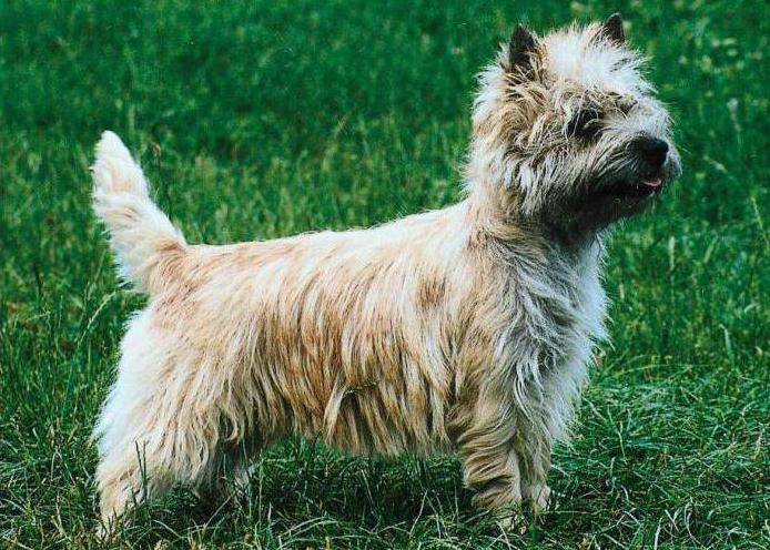 Kernterrier: En beskrivelse av rasen, foto