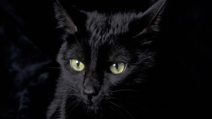 Katten er svart. Raser: navn og funksjoner