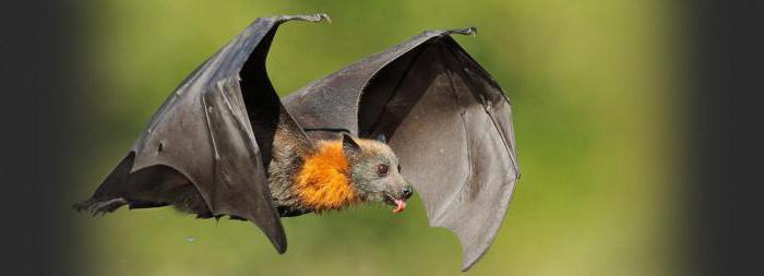 pet bat 