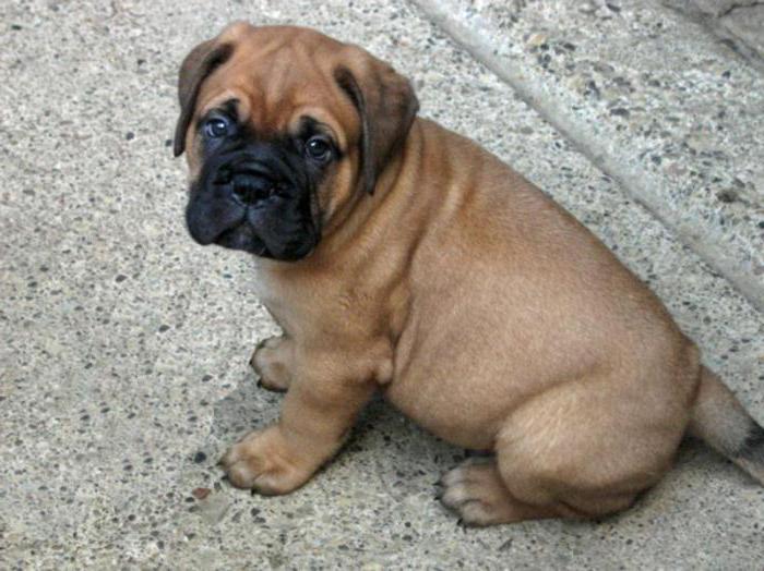 bullmastiff valper