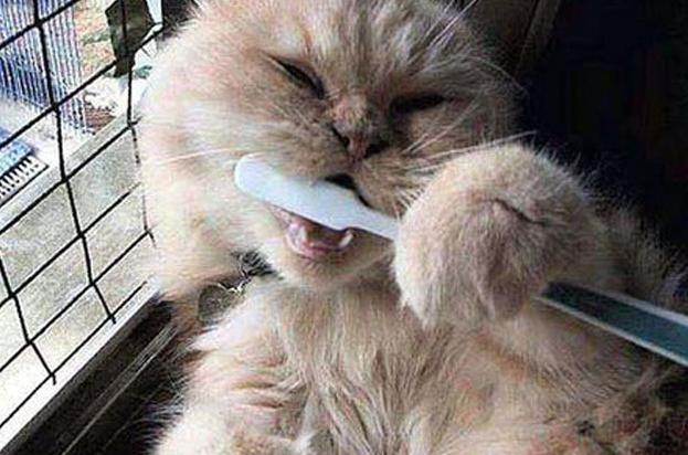 Hvorfor lukter katten fra munnen: årsakene og løsningen av problemet