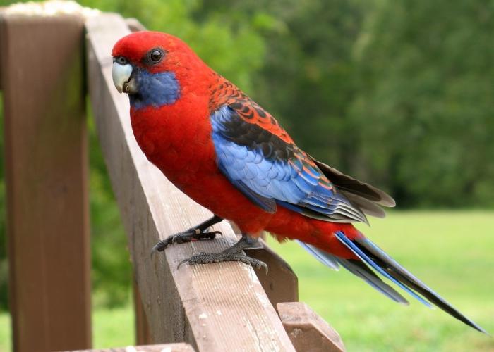 papegøye rosella