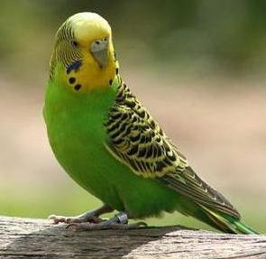 hvor mange år bor budgerigars