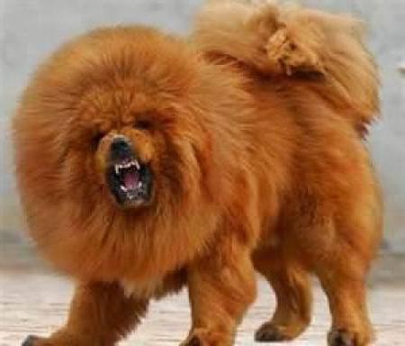 Tibetansk Mastiff: Hundestørrelse, beskrivelse av rasen
