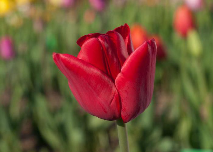 Gratulasjonen om tulipan: utviklingen av barn