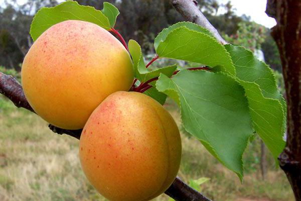 apricot lèle beskrivelse