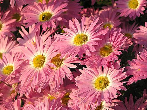 aster blomster