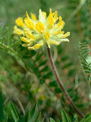 Astragalus ullblomst: medisinske egenskaper og vokser på hagen tomten