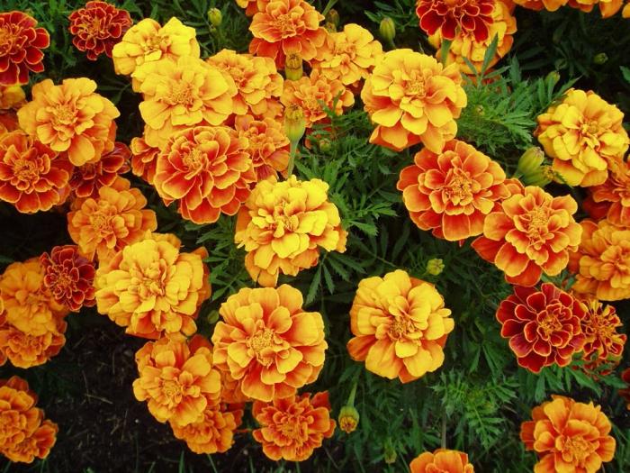 Marigolds undersized