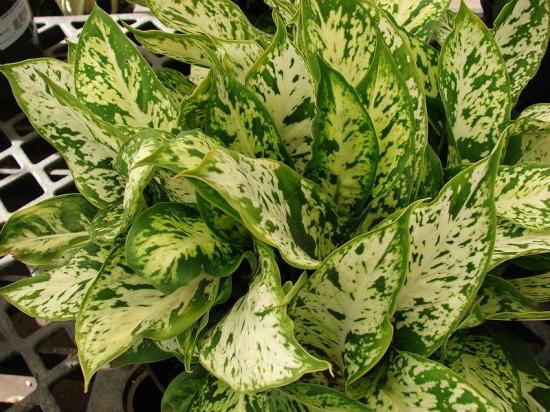 Dieffenbachia: hjemmepleie