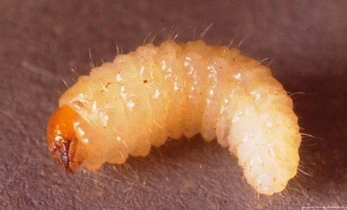 bekjempe weevil på jordbær