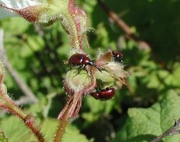 Weevils: hvordan å håndtere hage skadedyr