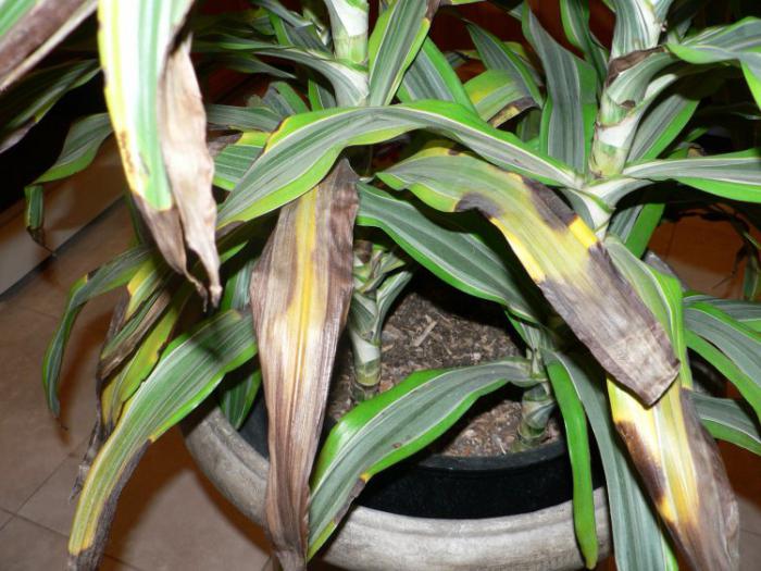 Dracaena dør, hvordan å redde? potteplanter