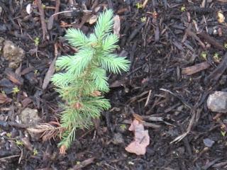 Fir cone omsorg