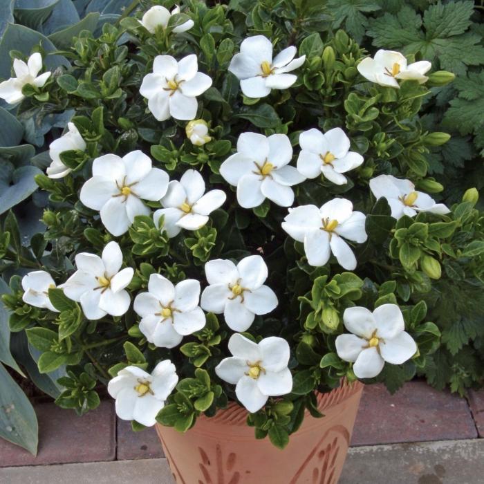 gardenia jasmin