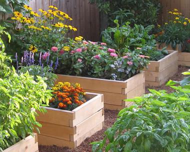 Hvor å plante blomster? Upretensiøse blomster til sommerferie