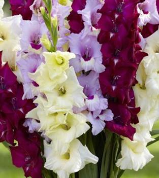 Gladiolus: omsorg og dyrking. Råd fra erfarne gartnere