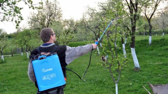 Grenostaevaya mole: bilder og metoder for å bekjempe den