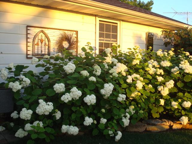 Hortensia "Grandiflora" - en frodig blomstrende busk for hagen din