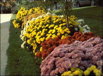 Chrysanthemum hage staude - varianter og beskrivelse
