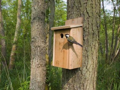 å lage en birdhouse av egne hender 