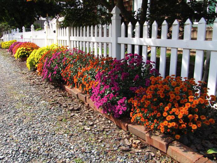 Hvordan vokse krysantemumene fra en bukett med blomster? beskrivelse