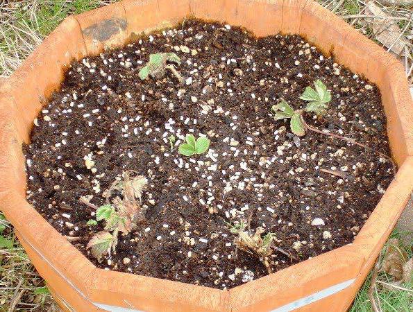 planting pioen i åpen bakke