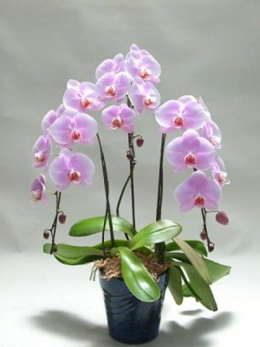 hvordan å lage en orkidé blomstring