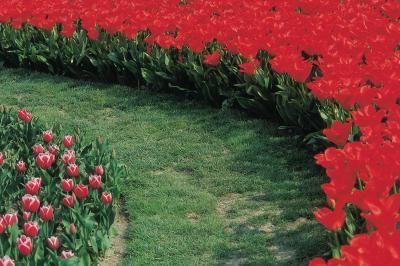 Hvilke blomster å plante på en blomsterbed. Vi pynter blomsterhagen