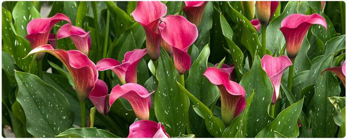 Calla i potten: hjemmepleie, planting og oppdrett