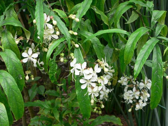 Clerodendrum Wallich