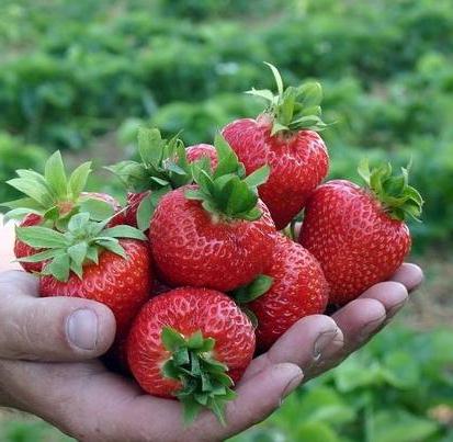 Strawberry Crown: en beskrivelse av variasjonen, vurderinger