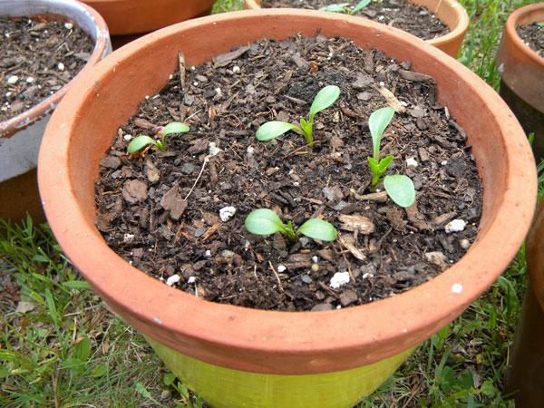 Når skal du plante dahliaer i det åpne bakken