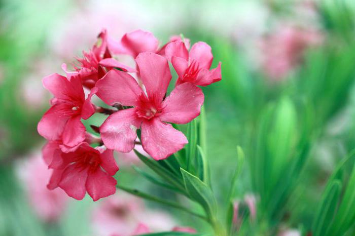 giftige innendørs blomster