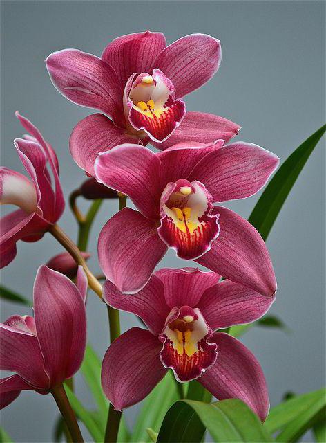 Royal Orchids 