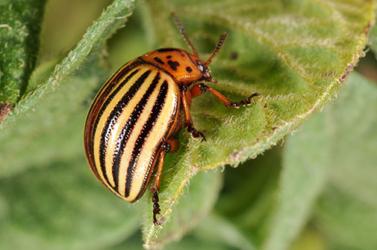 Løk styrke, eller Hvordan håndtere Colorado potet beetle folk rettsmidler