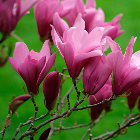 Magnolia storblomstret bilde