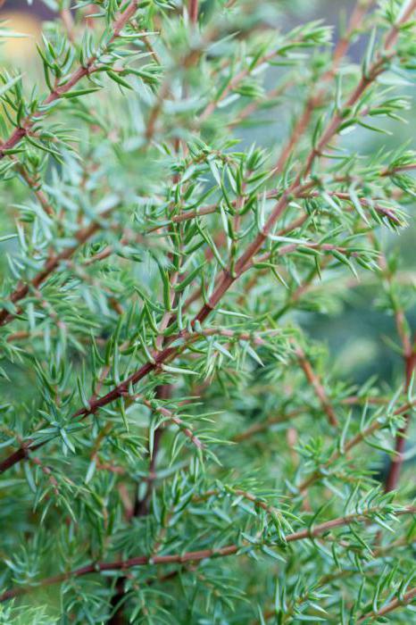 Juniperus Hibernica: plantegenskaper, omsorgsregler